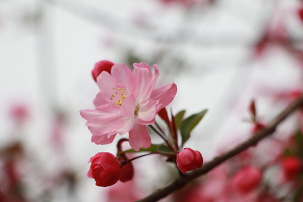 )O`W_)41A9AWVMT`O9NH(MA_副本.jpg )O`W_)41A9AWVMT`O9NH(MA_副本.jpg